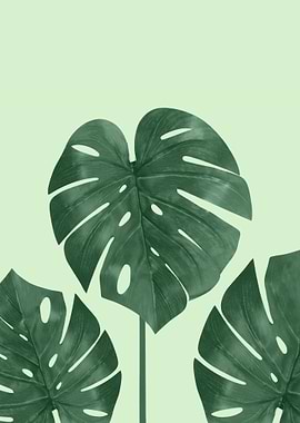Monstera the nature series