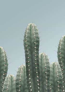 Cactus the nature series