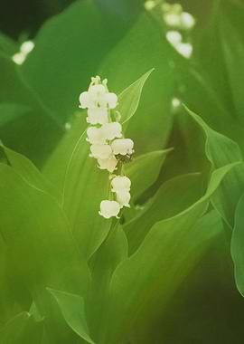 trush in bloom in the gard