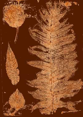 leaf print