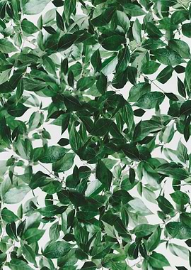Leaves Greenery