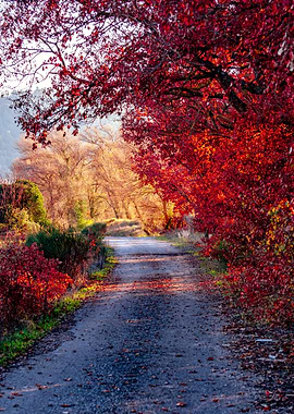 Country village road in Provence