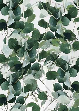 Plant Dynamic Pattern