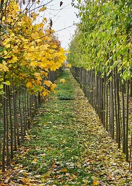 autumn, nature, park, fall, tree, yellow, season,