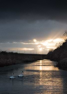 Canal Swans