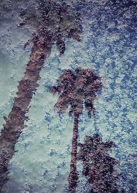 Snowy palms
