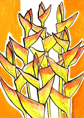 Heliconia Rostrata / Lobster Claw, tropic flowers