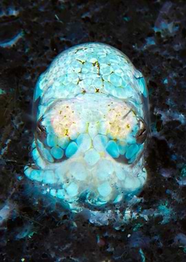 Baby Bobtail Squid