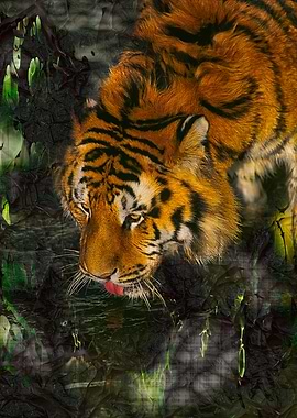 Tiger of Bengala drinking