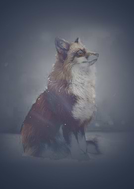 The Red Fox And The Aurora