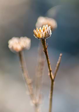 Frozen flower