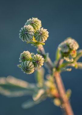 Frozen bud flower