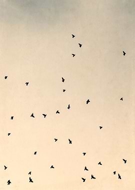 Starlings and Sky i.