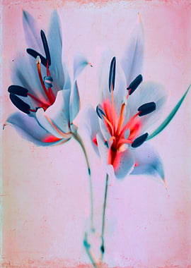 The flowers of my world