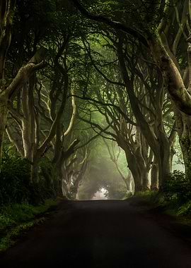 Dark Hedges in northern Ireland