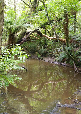 Reflections in the Forest