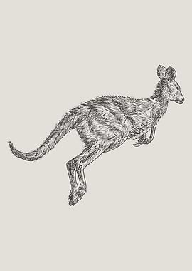 Hand Drawn Kangaroo