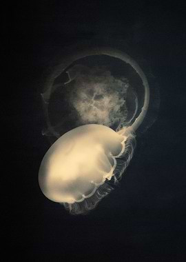 Moonjellies I