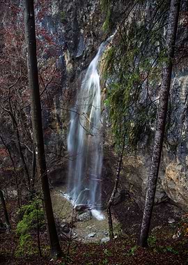 Mystic Forest in Slovenia 03