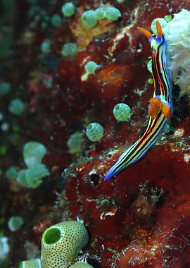 Rainbow nembrotha nudibranch