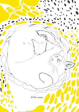 Felis catus