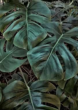 dark monstera