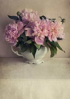 Fresh pink peonies in a white flowerpot