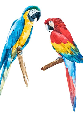 Parrots 04