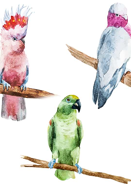 Parrots 02