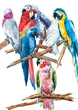 Parrots 01