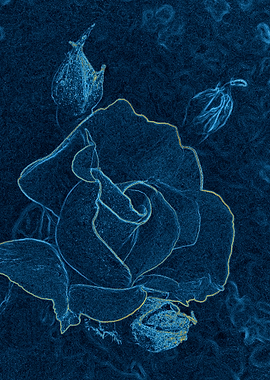 blue rose contour