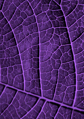LEAF STRUCTURE ULTRAVIOLET no1