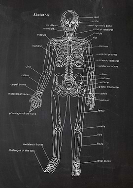 Skeleton Drawing