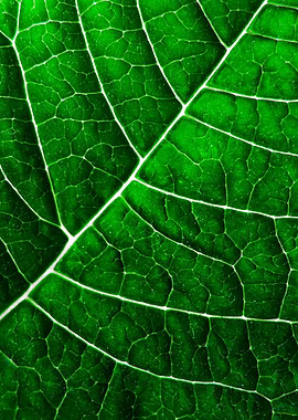 LEAF STRUCTURE GREENERY no