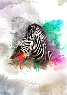 Zebra