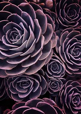 DARKSIDE OF SUCCULENTS-1