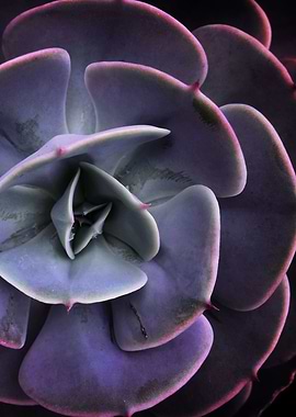 DARKSIDE OF SUCCULENTS-7