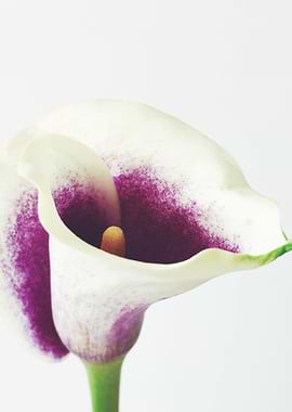 Calla Lily