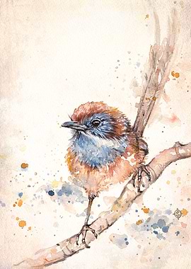 Lickity Split (Mallee Emu-Wren)