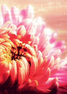 CHRYSANTHEMUM VIOLET PINK v1