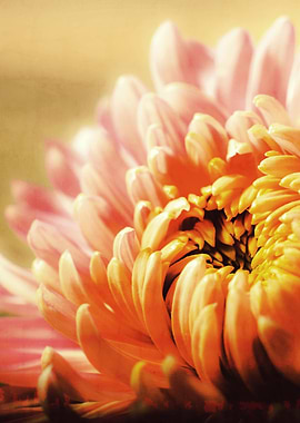 CHRYSANTHEMUM YELLOW v1: Photoart & Watercolor
