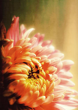 CHRYSANTHEMUM YELLOW v2. Photoart & Watercolor