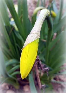yellow crocus bud