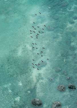 Diminutive Ducks Upon The Sea