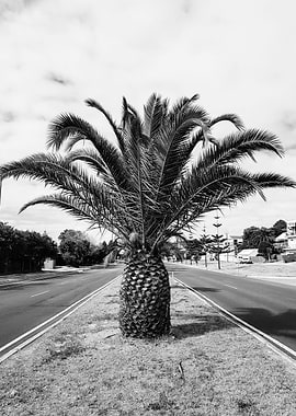 Palm Tr(ee)io - Part 1