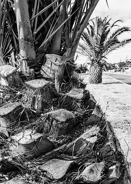 Palm Tr(ee)io - Part 2