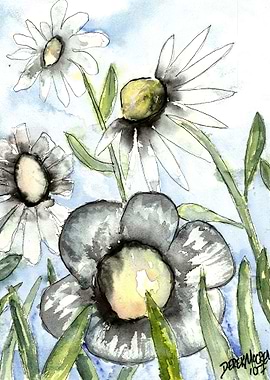 Daisy Flowers