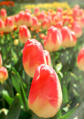 Tulip Heaven