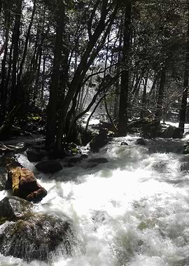 Wandering around in a misty forest