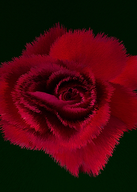 Red rose